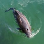 Verdens mindste hval kan i disse dage opleves i Havnen i Hirtshals. foto: wikip