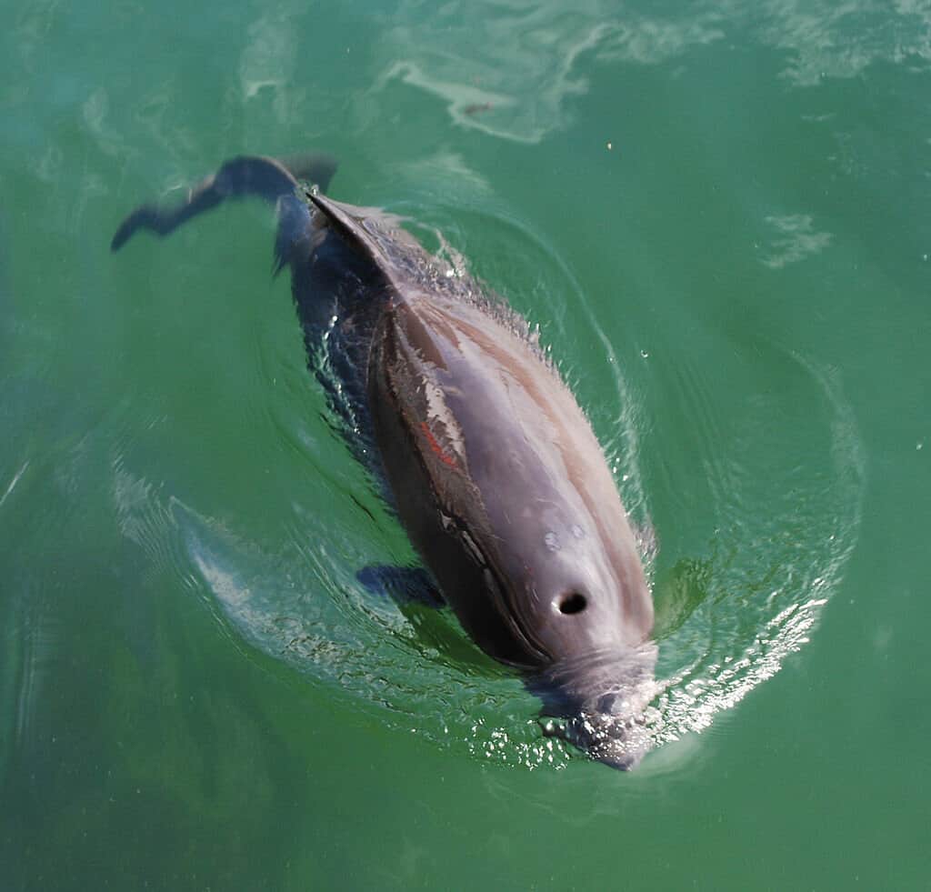 Read more about the article Verdens mindste hval kan i disse dage opleves i Havnen i Hirtshals