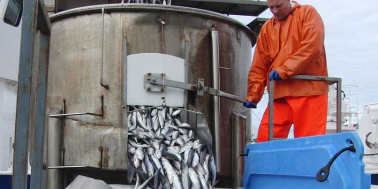 Skagen Havn har modtaget sæsonens første matjessild.  sæsonens første matjessild er landet i Skagen - Skagen Havn
