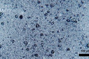Forskere har fundet mikroplast i Norskehavet  Foto: Mikroplast - Wikipedia