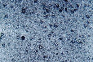 Mikroplast har en uheldig indvirken på fisk´s hjerner  Foto: Mikroplast - Wikipedia