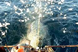 Read more about the article Eksporten af Norsk fisk og skaldyr faldt i oktober
