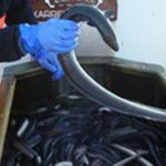 Modelfoto: FiskerForum