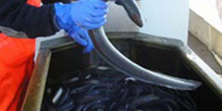 Ulovlige ål på Gørlev Røgeri  Modelfoto: FiskerForum