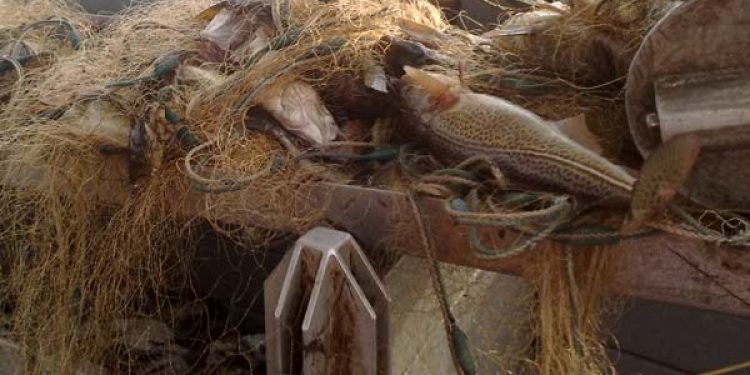 Ulovlige fiskere er svære at få på krogen  Foto: FiskerForum