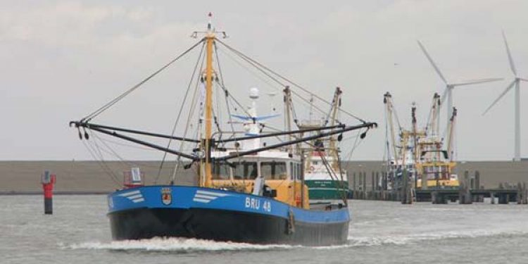 Hollandske østers fiskeri går efter MSC mærkning  Foto: H.Perdok