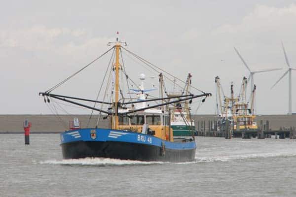 Read more about the article Hollandske østers fiskeri går efter MSC mærkning