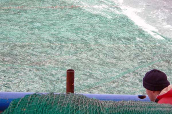 Read more about the article Scottish Pelagiske Processors Association overtager Herring Buyers.