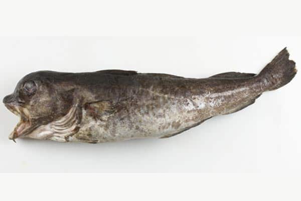 Read more about the article Monstertorsk fra Øresund