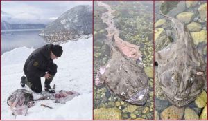 Rein-Arne Golf har taget havtaskerne med op på land, til en grundig obduktion (Foto: Kyrre Fitje / Sogn Avis, efter aftale). Havtaskerne blev fundet i fjæren ved Kaupanger (Foto: Rein-Arne Golf / Statens naturoppsyn).