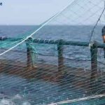 Musholm A/S er en akvakulturvirksomhed med tre havbrug i Storebælt, 14 dambrug i Jylland, administration og fabrik på Reersø på Vestsjælland og fabrik til indfrysning og forarbejdning af rogn i Korsør. Vi beskæftiger cirka 60 årsværk med store sæsonudsving. foto: Musholm