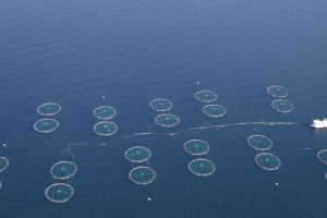 For første gang er der nu et program for Ocean Science Based Targets for Seafood. Den danske virksomhed Musholm har været pilotvirksomhed med WSP (Williams Sale Partnership), som rådgiver og været centrale i udviklingen af rammeværktøjet. foto: wsp