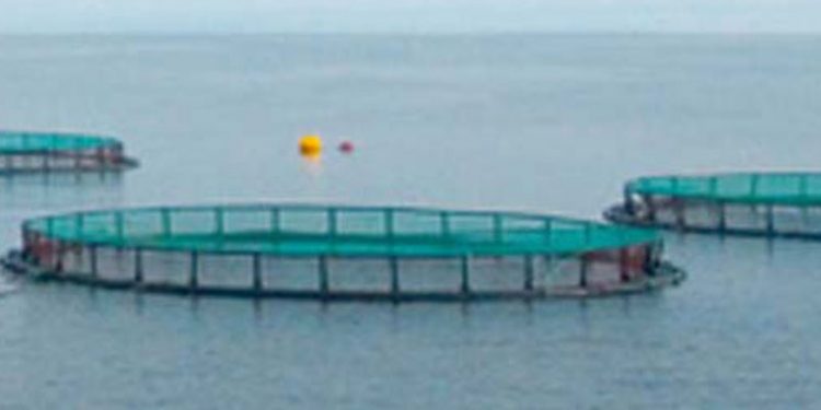 Havdambrug giver ifølge fiskerne ikke grund til bekymring  Foto: Musholm havdambrug