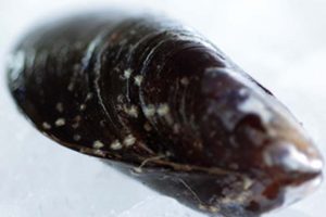 Godt nyt til alle muslingefiskere i Limfjorden.  arkivfoto: god nyhed for muslingefiskerene i Limfjorden