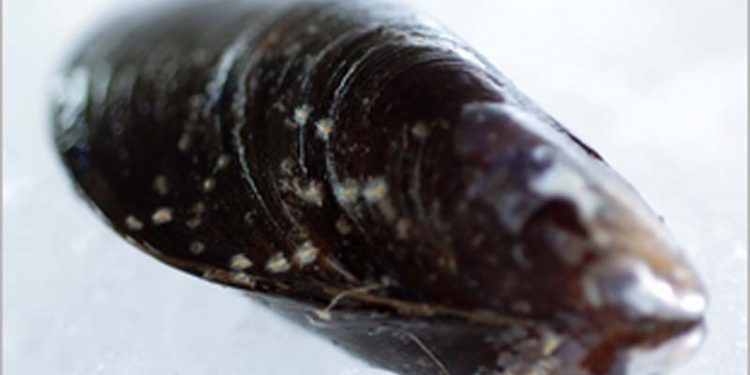 Godt nyt til alle muslingefiskere i Limfjorden.  arkivfoto: god nyhed for muslingefiskerene i Limfjorden