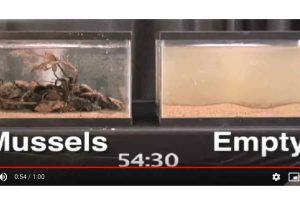 Muslinger spiser også mikroplast. Foto: Muslinge forsøg Youtube