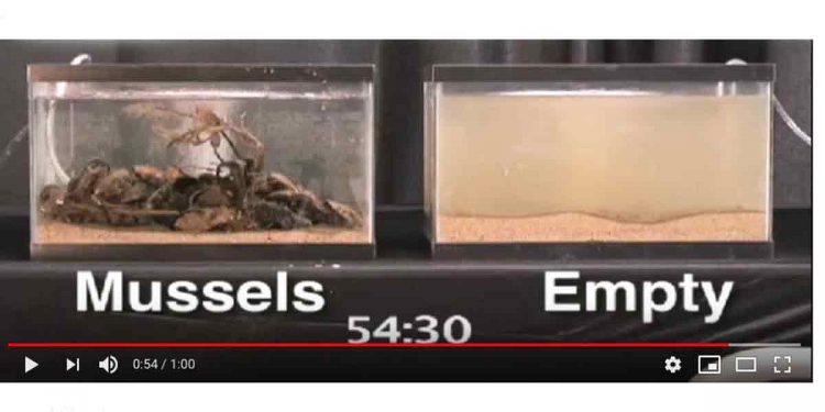 Muslinger spiser også mikroplast. Foto: Muslinge forsøg Youtube