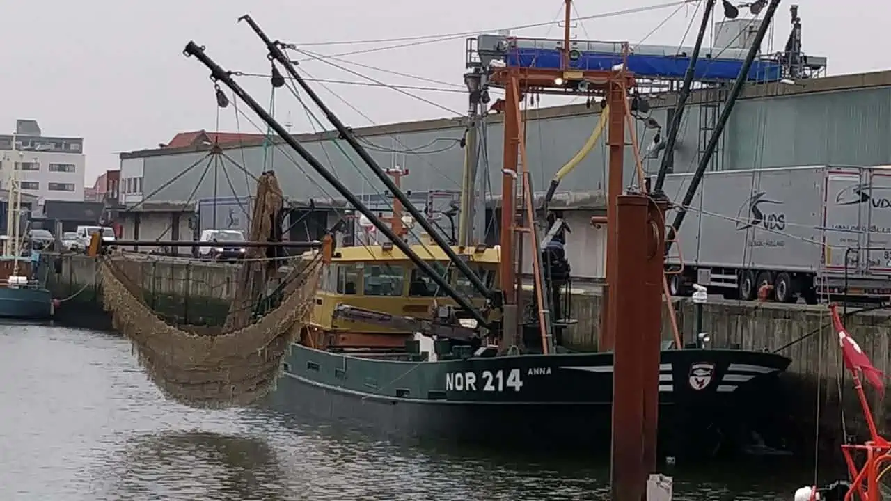 Read more about the article Potientielt stort muslinge-fiskeri går danske fiskeres næse forbi
