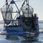 Høringsforslag gør op med historisk forbud mod muslingefiskeri i Limfjorden om søndagen