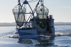 Høringsforslag gør op med historisk forbud mod muslingefiskeri i Limfjorden om søndagen