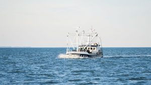 Produktudvikling og kvalitet er hjørnesten hos Vilsund Blue. I 2013, 2014, 2015, 2016 og 2017 var fiskerivirksomheden i finalen ved Seafood Excellence Global Awards. foto: Muslingefisker - lidl