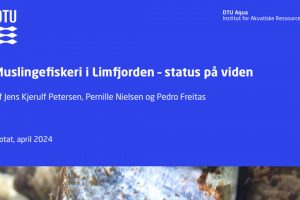 Ny redegørelse frikender fiskerne i Limfjorden Foto: DTU