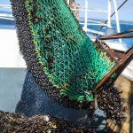 Vilsund Blue - muslingefiskeri - arkivfoto