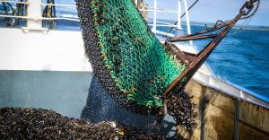 Vilsund Blue - muslingefiskeri - arkivfoto