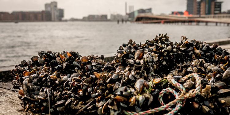 Ny ’Håndbog for havhøstere’ vil skubbe til udbredelsen af regenerativ havdyrkning af tang, blåmuslinger og østers – ikke bare til husbehov, men også i kommercielt øjemed. foto: Eva helbaek Tram