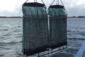 Regeringen har besluttet, at fiskeri med bundslæbende redskaber i Flensborg Fjord skal forbydes senest til sommer. Mens politikere fejrer beslutningen som en sejr for havmiljøet, står muslingefiskerne tilbage med stor usikkerhed om fremtiden. foto: DTU Aqua