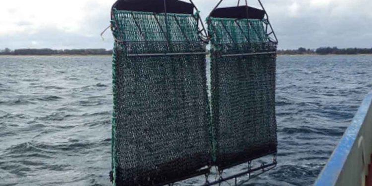 Regeringen har besluttet, at fiskeri med bundslæbende redskaber i Flensborg Fjord skal forbydes senest til sommer. Mens politikere fejrer beslutningen som en sejr for havmiljøet, står muslingefiskerne tilbage med stor usikkerhed om fremtiden. foto: DTU Aqua