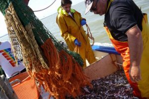 Britiske fiskeriorganisationer bifalder UK´s første skridt væk fra EU`s fiskeripolitik