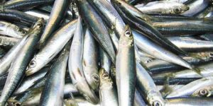 Sildefiskeriet tager over på Færøerne foto: Wikip