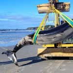 Yderst sjælden hval fundet på strand i New Zealand - foto: New Zealand Department Consrvation