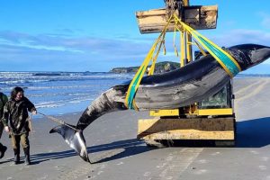 Yderst sjælden hval fundet på strand i New Zealand - foto: New Zealand Department Consrvation