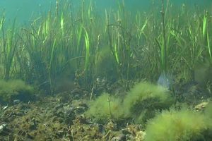 Når det gælder naturgenopretning, er der få, der kender havet bedre end dem, der dagligt arbejder og færdes i det. Fiskerne ser havets tilstand med egne øjne, kender levestederne og ved, hvor indsatsen kan gøre størst nytte. Det samme gælder forskerne fra universiteter og forskningscentre. foto: Marinnatur.dk