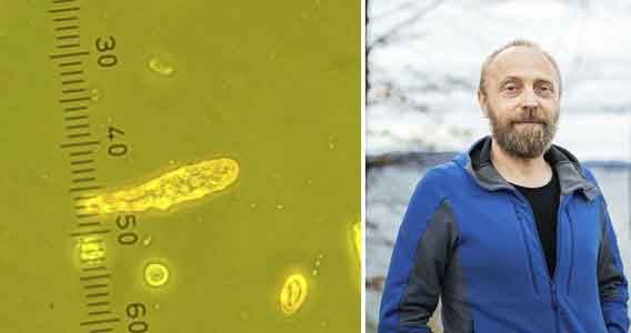 Read more about the article Skadelig alge på vej mod vest – opdrættere advares langs kysten