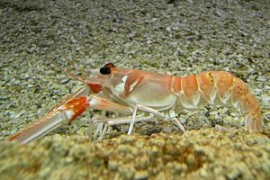 Nordisk samarbejde skal sikre miljømæssigt og  bæredygtigt jomfruhummerfiskeri.  Foto:Nephrops norvegicus - jomfruhummer - Wikipedia