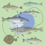 DTU-forsker har fundet metode til hvor meget rovfisk spiser. foto. Niels G Andersen