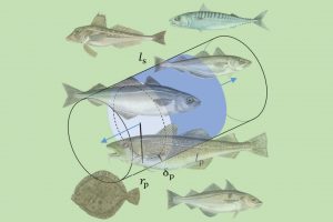 DTU-forsker har fundet metode til hvor meget rovfisk spiser. foto. Niels G Andersen