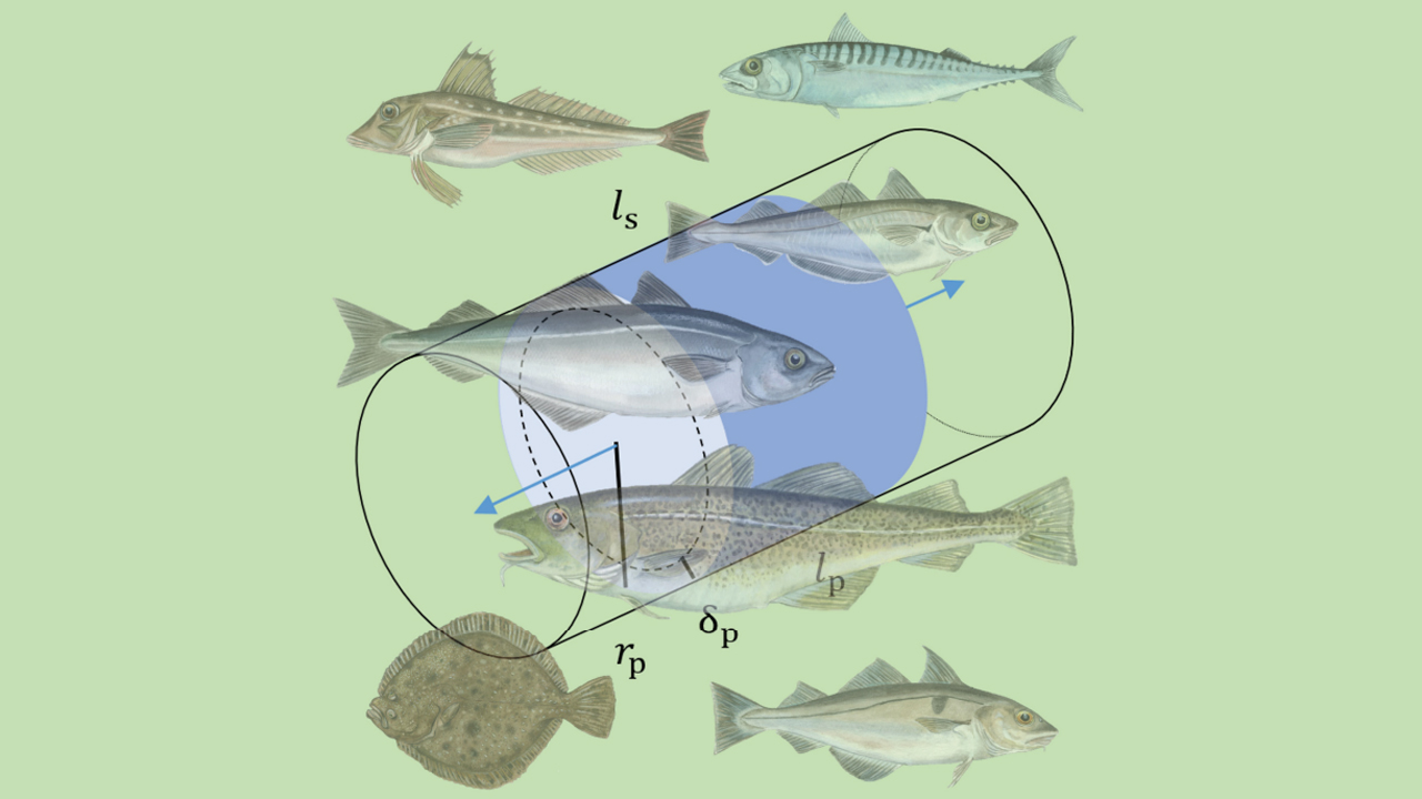 Read more about the article DTU-forsker har fundet metode til hvor meget rovfisk spiser