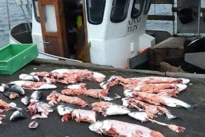 Fødevareministeren negligere de bornholmske fiskeres problemer.  Foto: Ninni  Fotograf: BoMJohansen