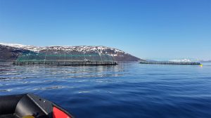 Fisk har evnen til at lære nye ting, både af sine artsfæller, men også fra mennesker