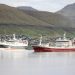 I Kollefjord landede trawleren **Norðingur** 580 tons makrel, som de har fisket nord for Færøerne. foto: Kiran J