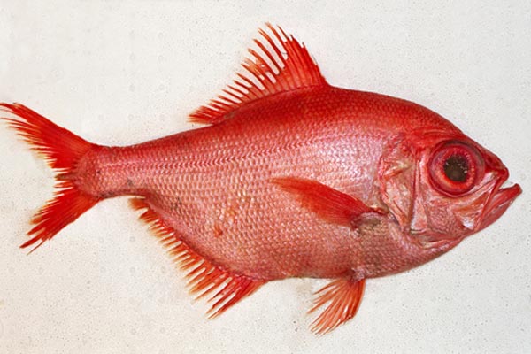 Read more about the article Dybhavsfisk bidrager til fjernelse af Co2