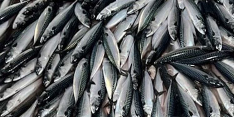 Norge, Færøerne og Storbritannien indgår makrelaftale foto: FiskerForum.com