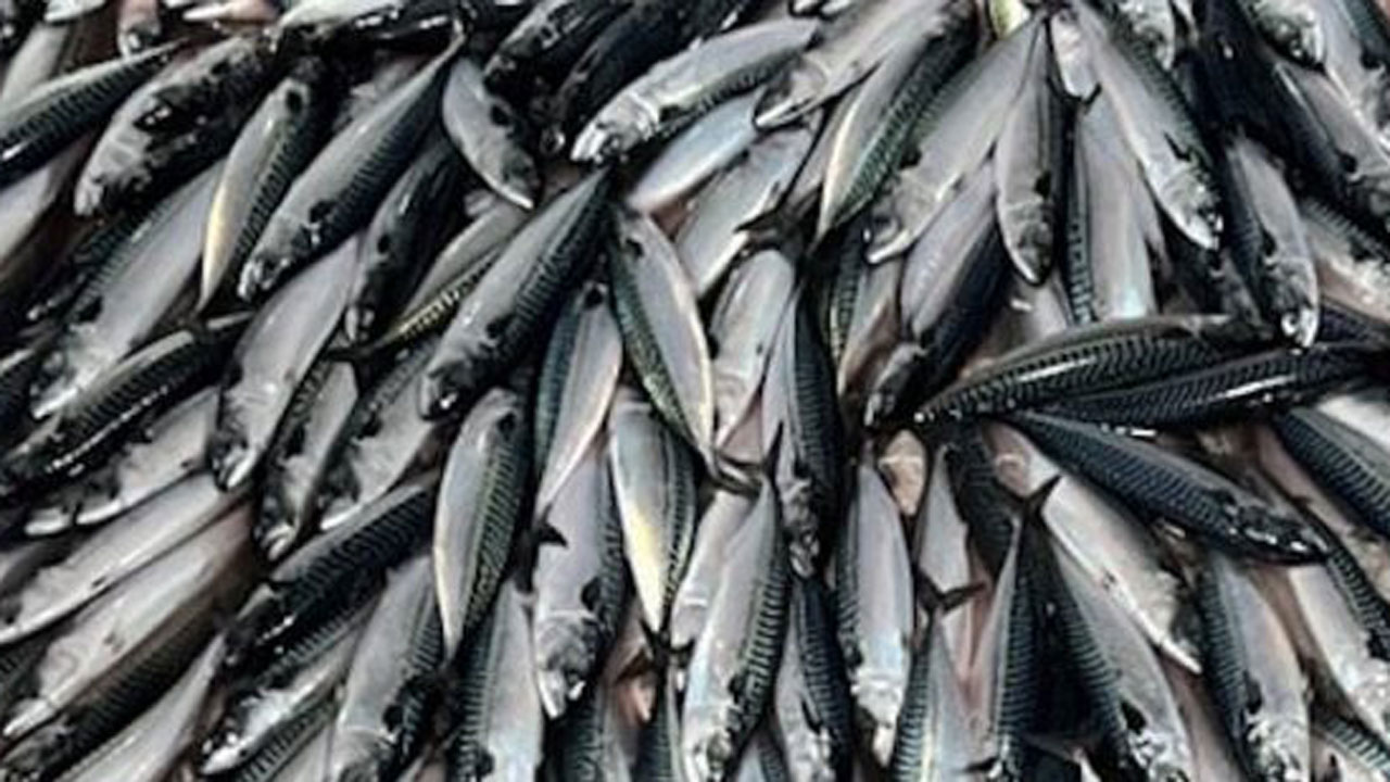 Read more about the article Norge, Færøerne og Storbritannien indgår makrelaftale