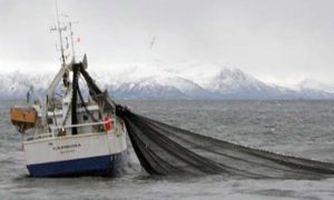 Norsk rekordvækst i fiskeriet fortsatte i august måned.  arkivfoto: Norsk Fiskeri - KiB