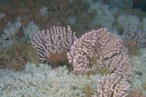 Norske forskere bekræfter at ødelagte koralrev genetablerer sig selv  Foto: Norsk koralrev - Imr