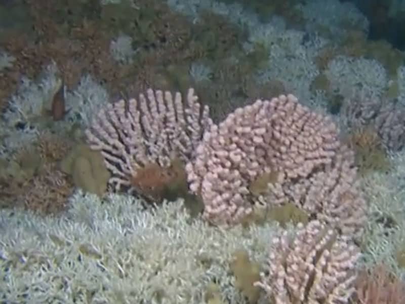 Read more about the article Norske forskere bekræfter at ødelagte koralrev genetablerer sig selv